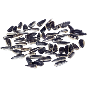 Sunflower seeds PNG-42931